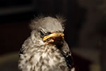 A captive mockingbird